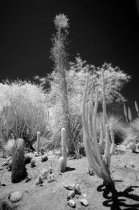 Near Infrared Photography, Univeristy of California Riverside Botanic Garden.