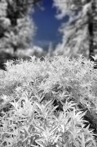 Near Infrared Photography, University of California Riverside Botanic Garden.