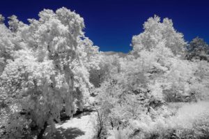 Near Infrared Photography, Univerisity of California Riverside Botanic Garden.